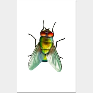 Your household fly. Can be annoying, but is surprisingly colourful. With beautiful metallic hues of green, gold and blue Posters and Art